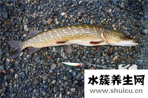 泥鰍需要去內(nèi)臟嗎